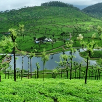 Tea Plantation Valparai